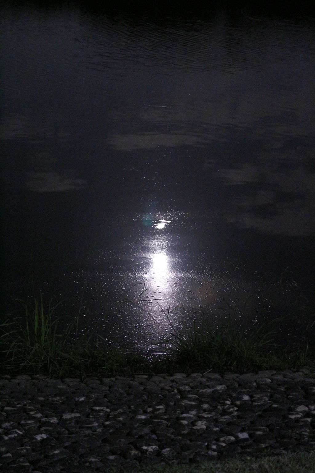 Moon Light