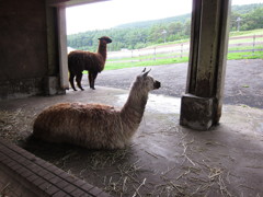 アルパカさん。