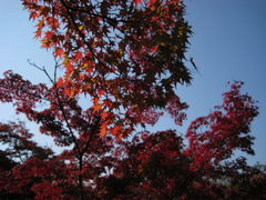 奈良での紅葉１