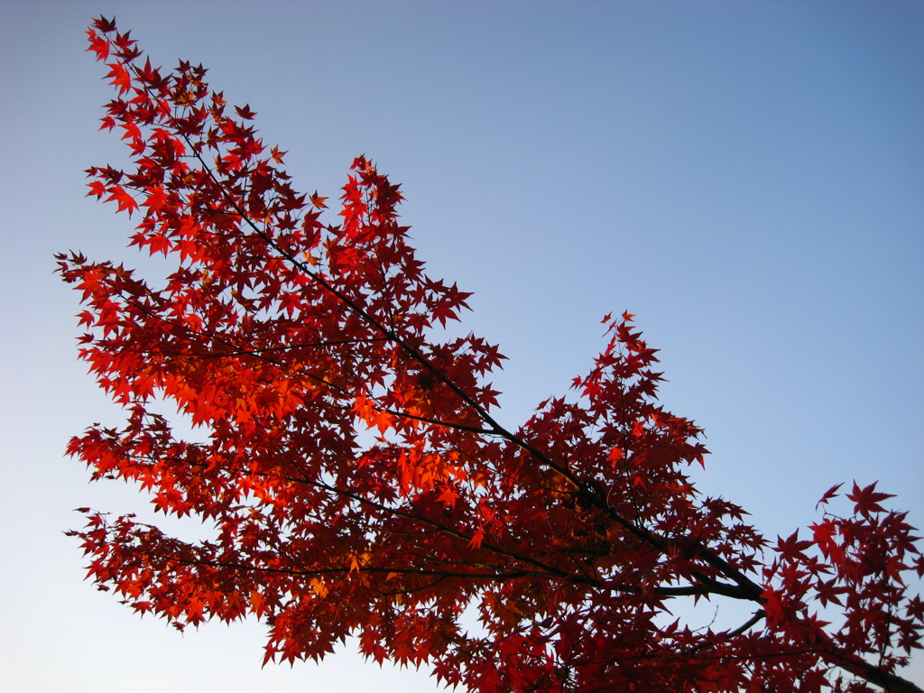京都の東寺での紅葉１