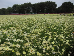 イエローのコスモス畑。