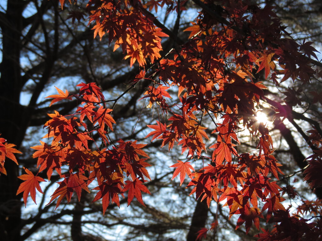 紅葉