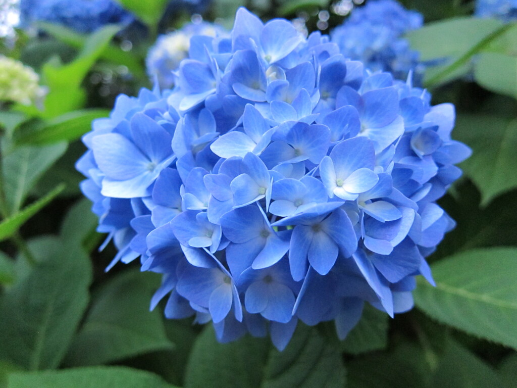紫陽花