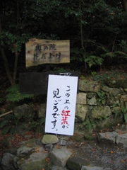 この上の紅葉が見ごろです。