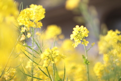 菜の花