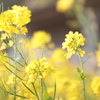 菜の花