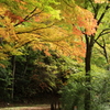 高山城跡の紅葉