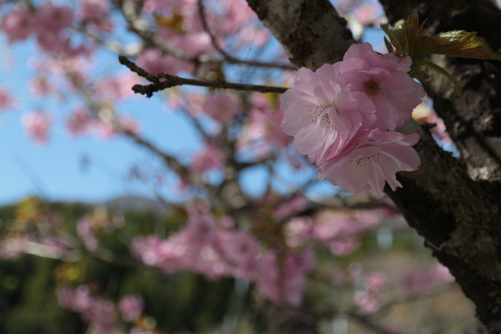 桜