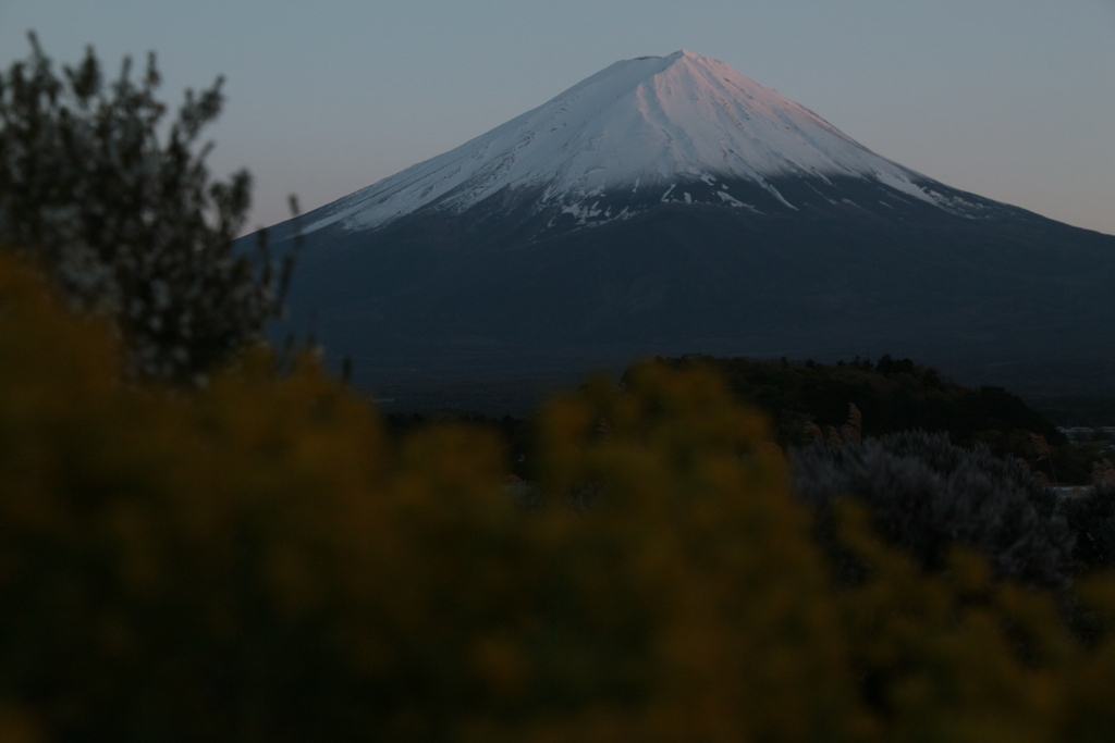 菜の花と富士山