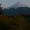 菜の花と富士山