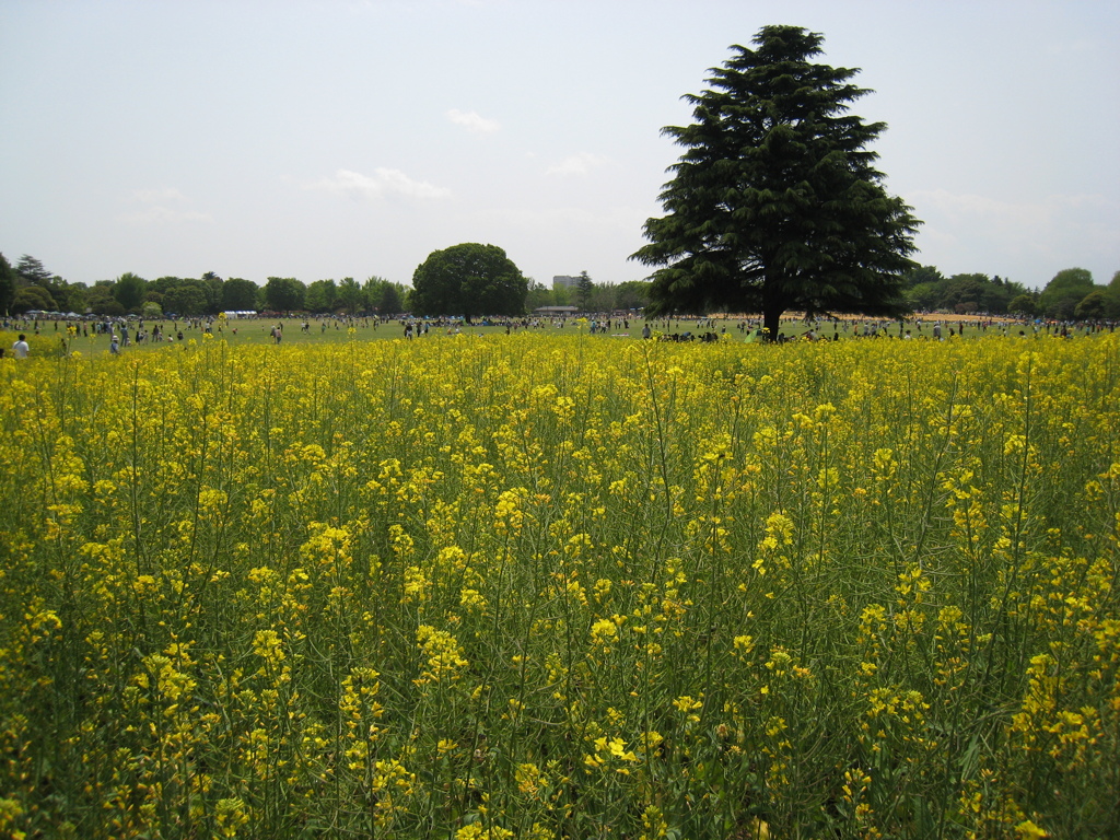 国営昭和記念公園にて