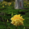 薔薇