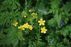 散歩中に出会ったお花さんたち