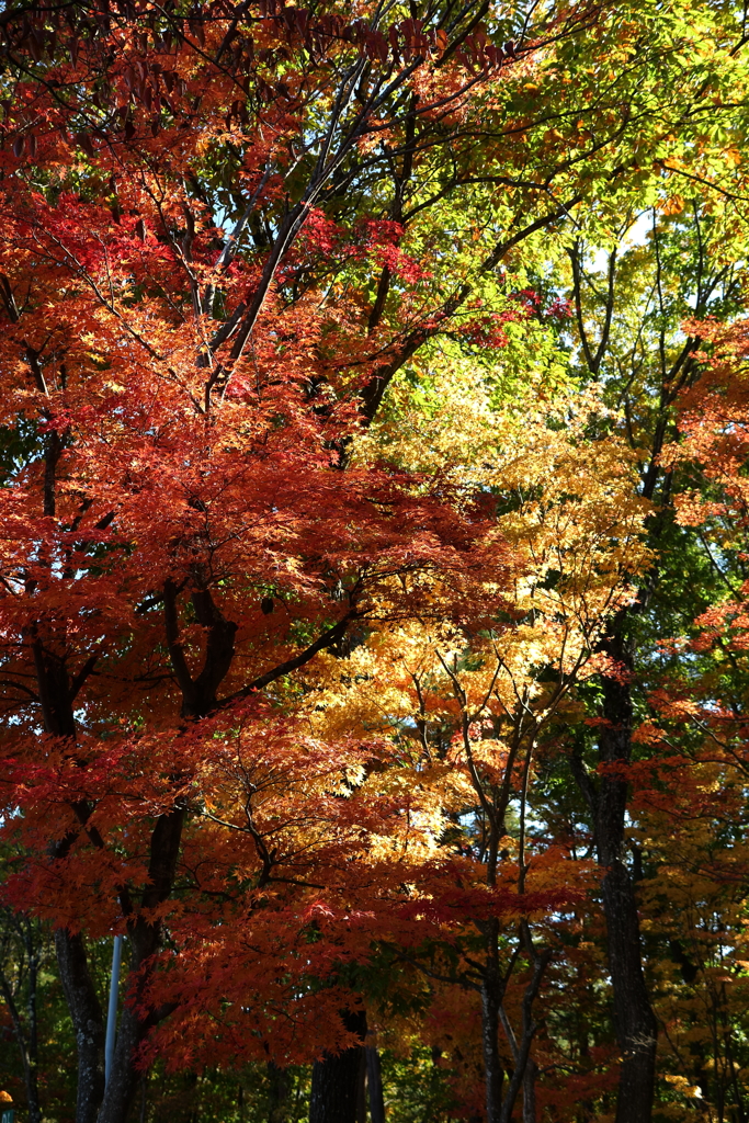 秋の色彩**
