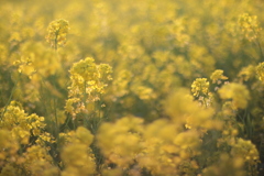 菜の花