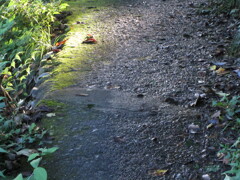 遊歩道の木漏れ日