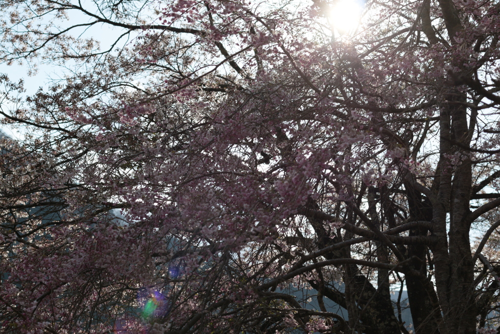 桜