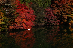 紅葉と白鳥