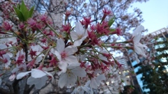 帰宅途中でのサクラ