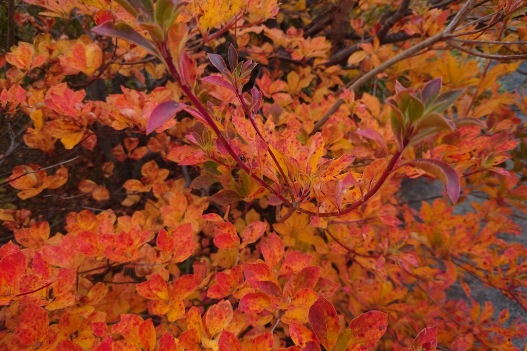 つばくろ谷の紅葉
