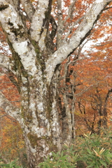 樹木と紅葉