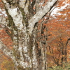樹木と紅葉