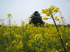 菜の花。