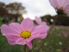 秋桜