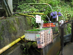 湧き水の冷蔵庫。