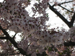 夕陽と桜*