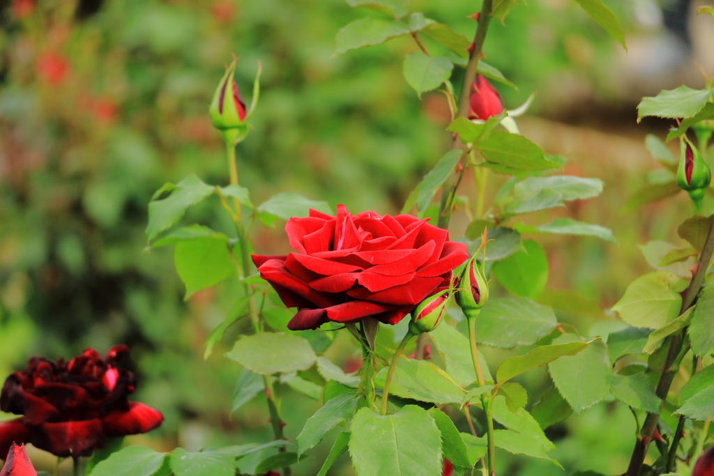真っ赤な薔薇
