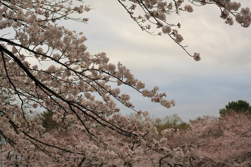 桜