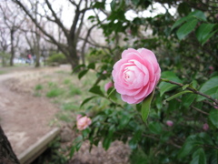 ピンクフラワー。