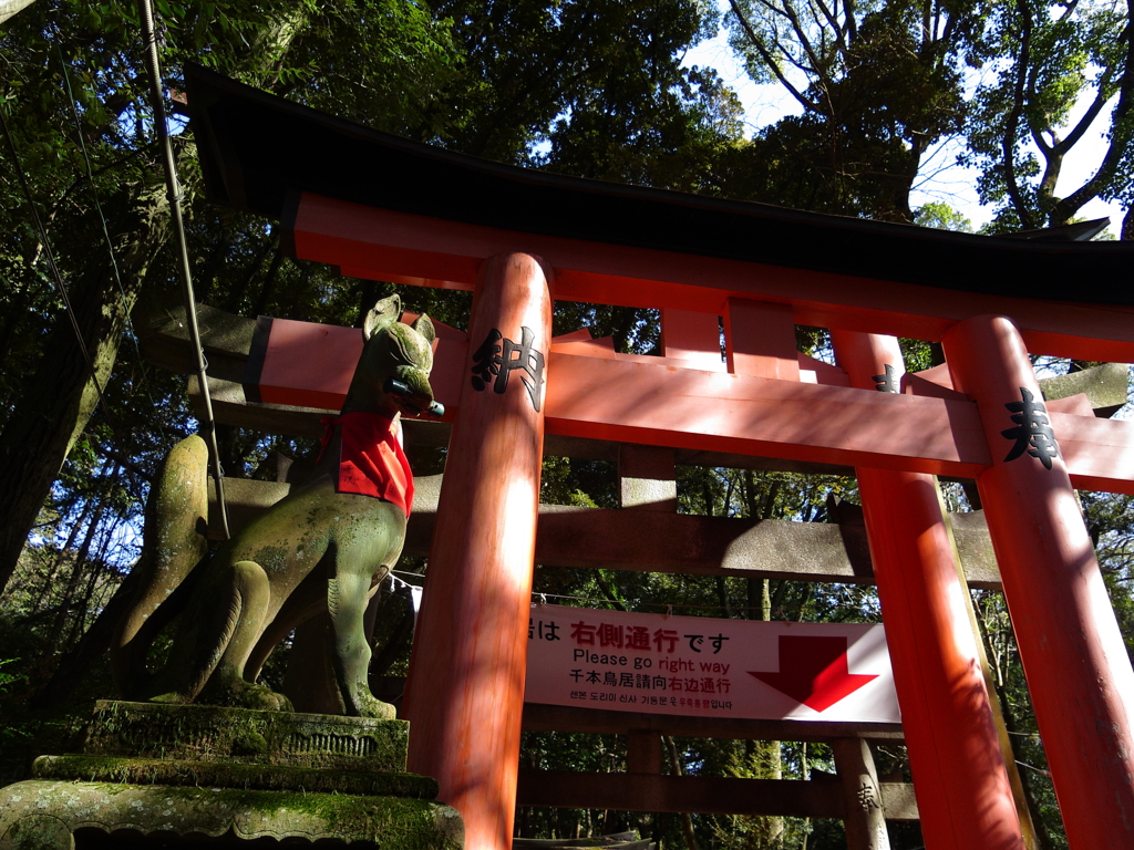 千本鳥居と狐様