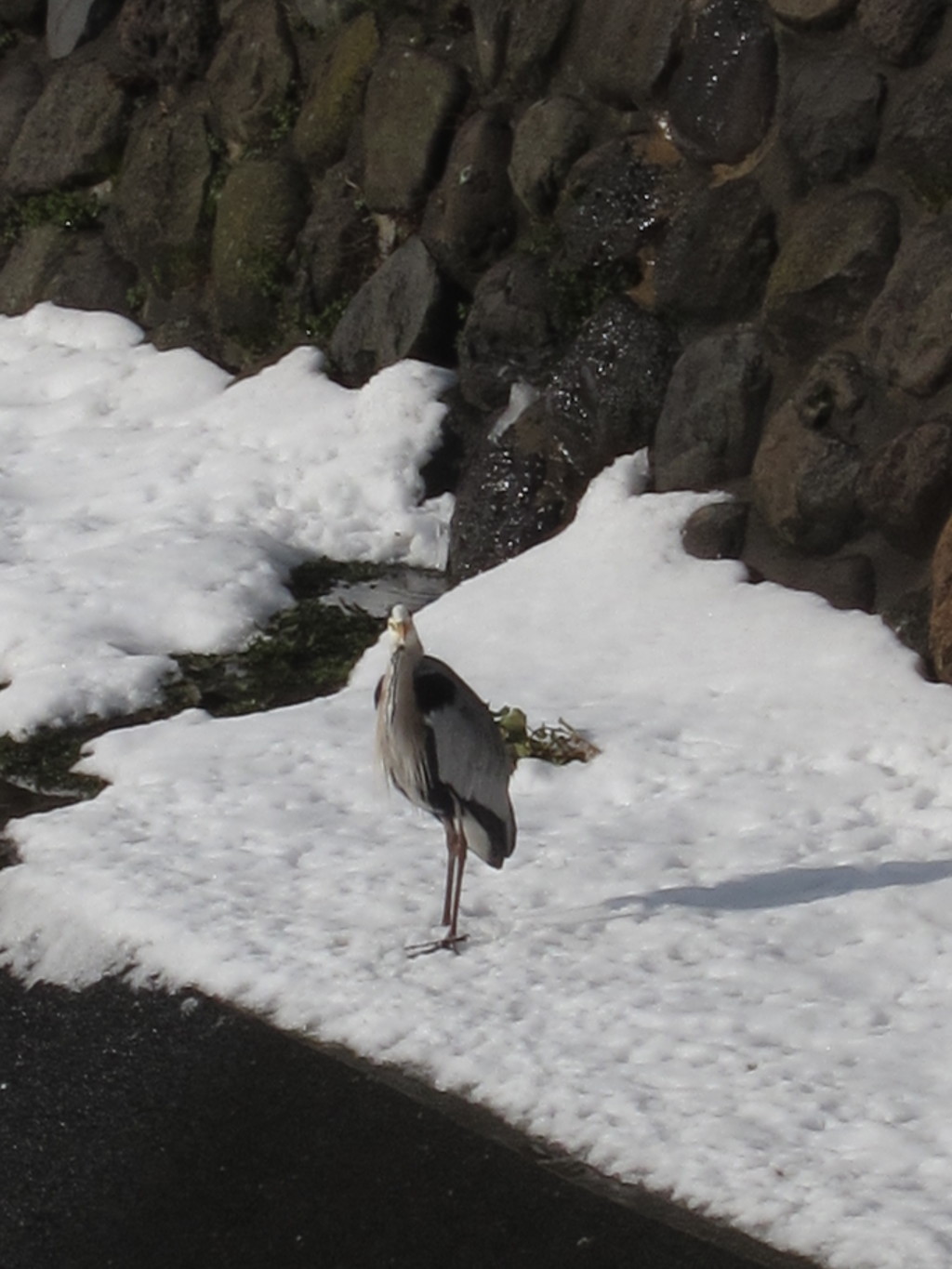 撮り鳥。