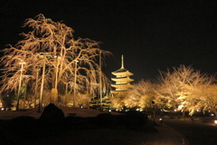 桜開花前の東寺