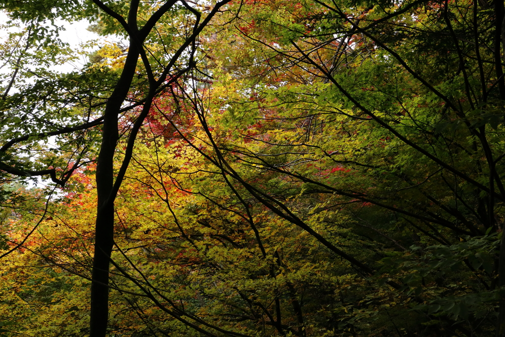 高山城跡の紅葉****