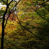 高山城跡の紅葉****