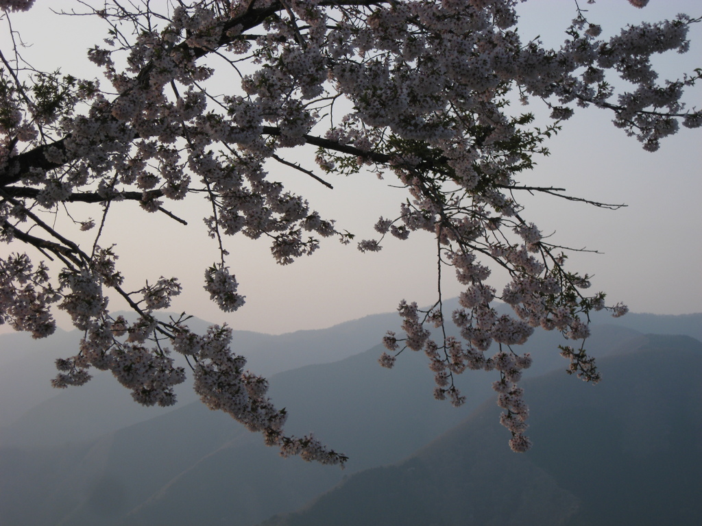 夕陽と桜**