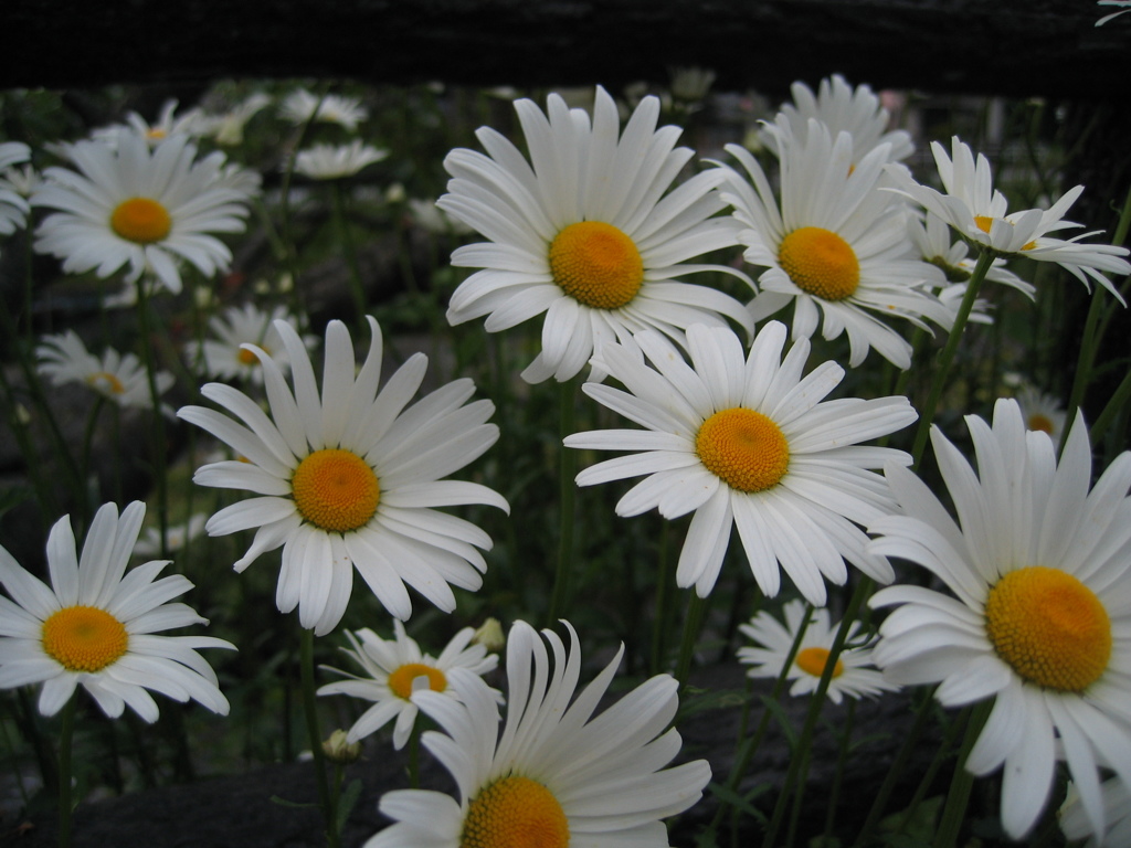 お花。