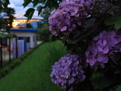 紫陽花