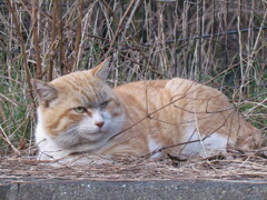 サファリパークのライオン・・・のような猫