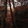 日没前の森
