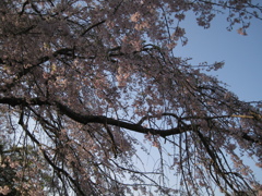 名もなき枝垂桜