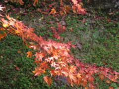 紅葉