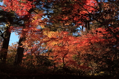 紅葉