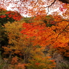 ひだ朝日村の紅葉*