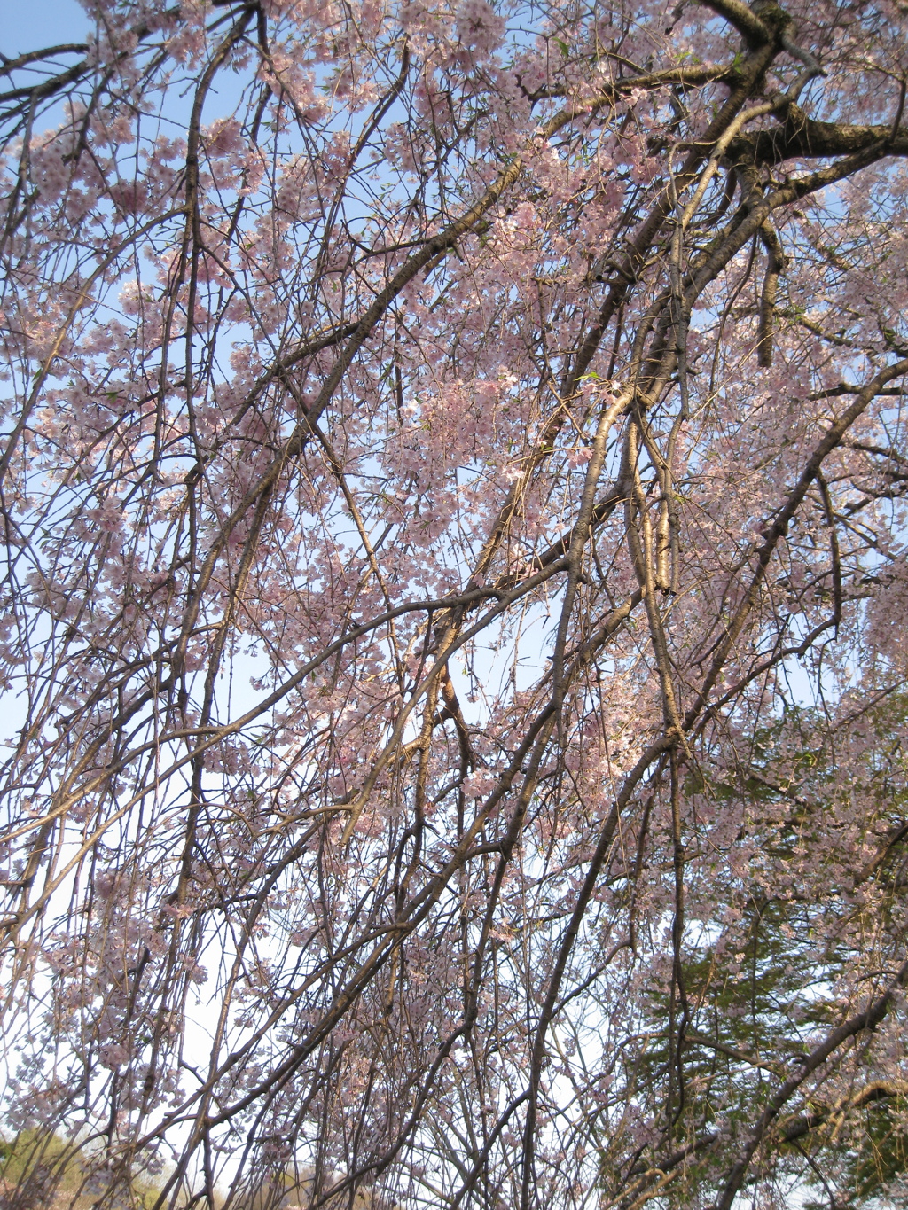 名もなき枝垂桜