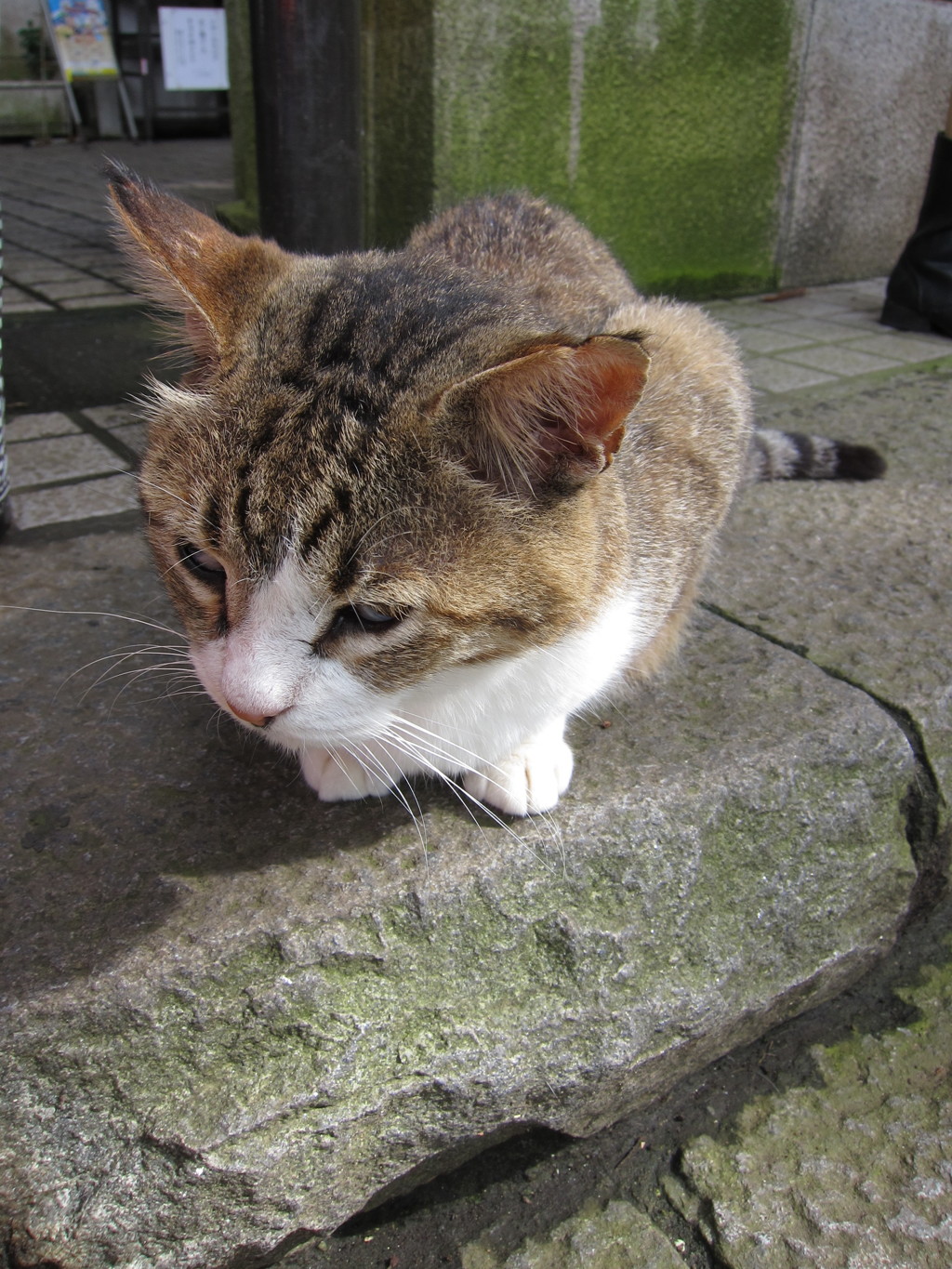 江ノ島の猫ちゃん