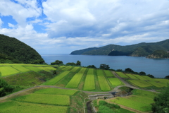 田島の棚田